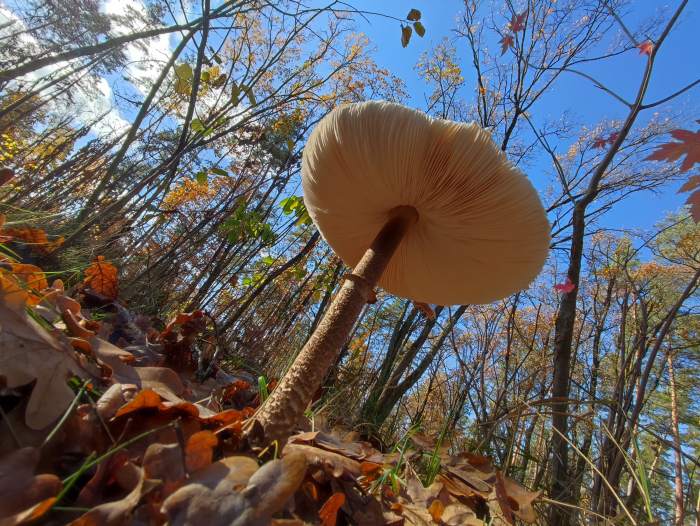 Гриб-зонтик: описание, фото, рецепты. Где и как собирать, что приготовить