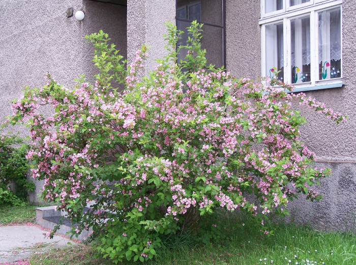 Неприхотливые декоративные кустарники в ландшафтном дизайне: фото и описания (56 фото)