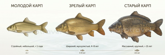 Как определить возраст карпа: методы, которые реально работают на берегу