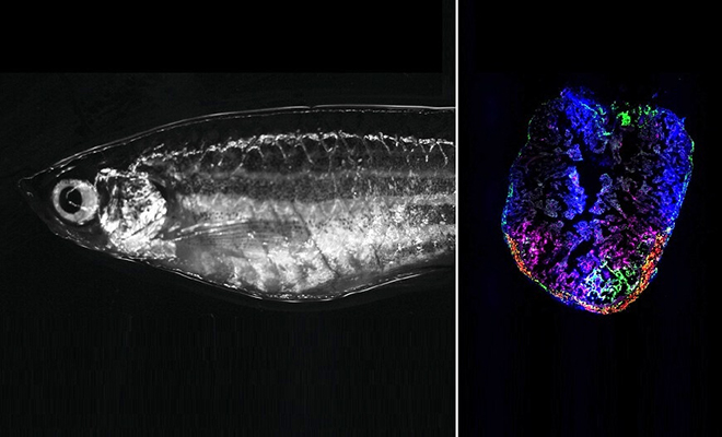 Ученые нашли рыбу, которая сама себе восстанавливает сердце и поняли, как она это делает