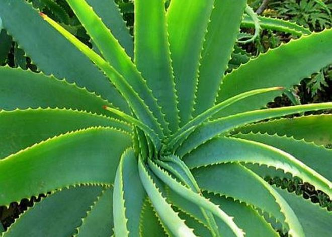 Цветы для спальни: на что обратить внимание при выборе (35 фото)