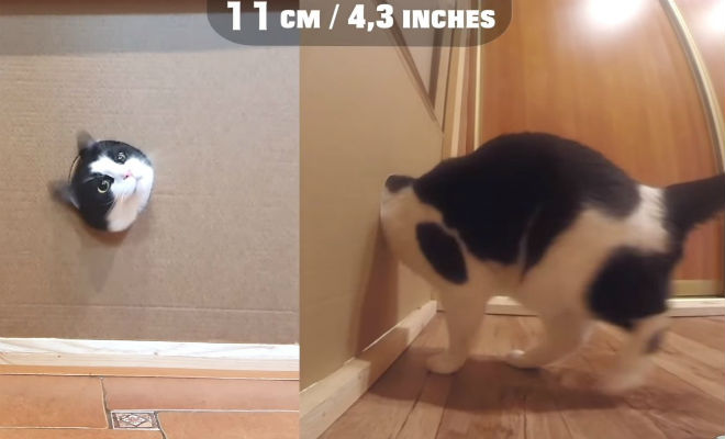 В какого размера дырку сможет протиснуться кот. Эксперимент сняли на видео