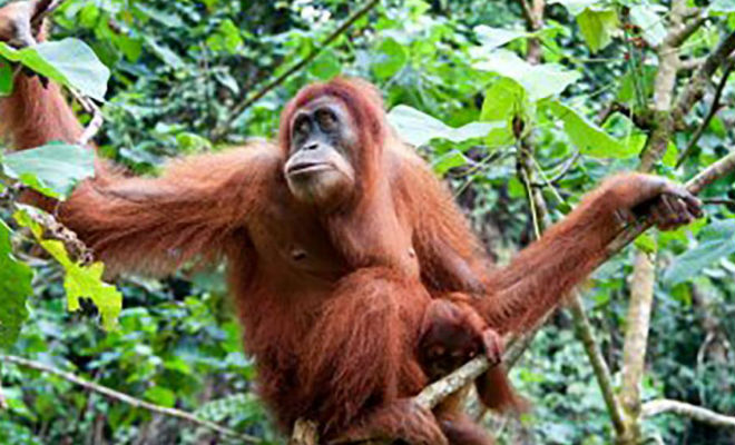Мужчина упал в болото в джунглях: на помощь пришел орангутан и протянул руку