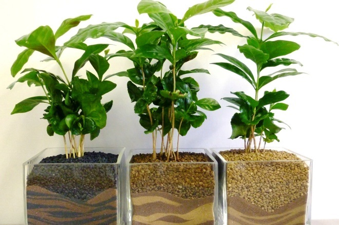 Комнатные растения в интерьере квартиры (112 фото)