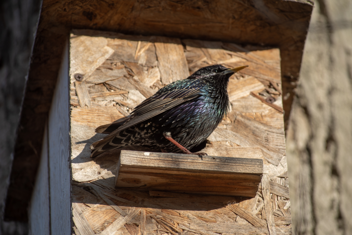 Записки астраханского натуралиста. Скворцы, вестники весны