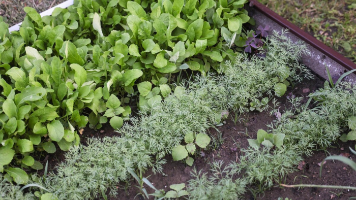 Как спланировать огород: севооборот, правильное соседство и требования растений