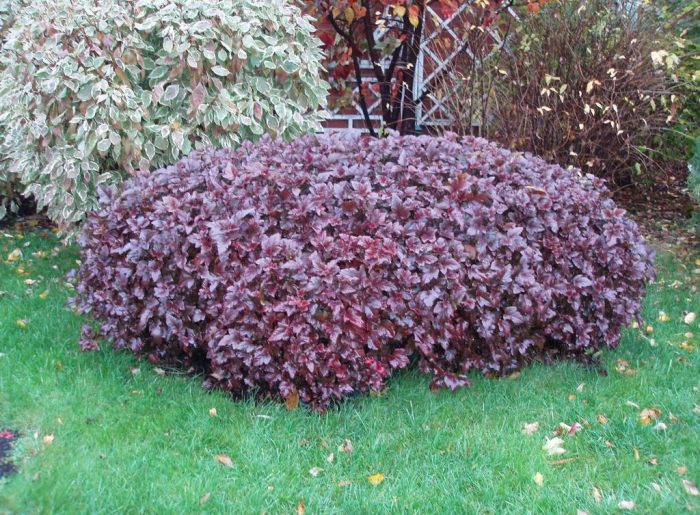 Неприхотливые декоративные кустарники в ландшафтном дизайне: фото и описания (56 фото)