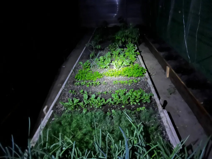 Кидайте семена в ледяную землю без страха: апрельский план по сидератам, который сэкономит вам спину и удобрения