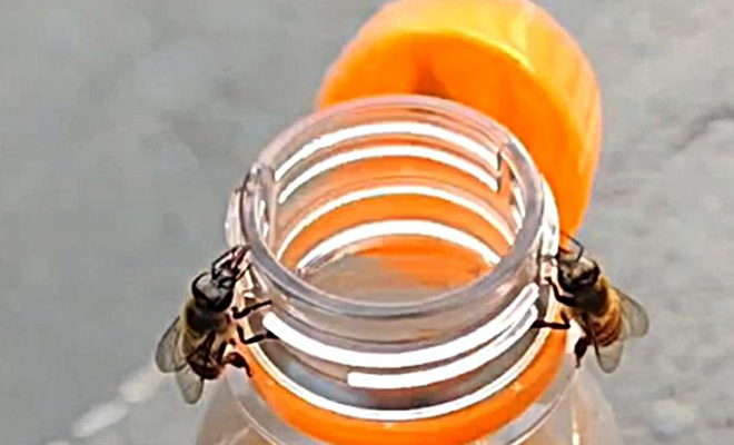 2 пчелы за 3 минуты смогли открутить крышку на бутылке с водой: видео
