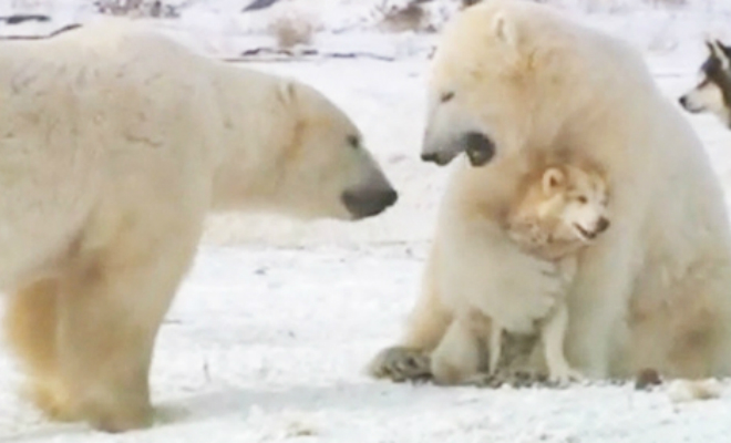 К стае собак подошли белые медведи. Люди ничего не могли поделать, но животные стали играть