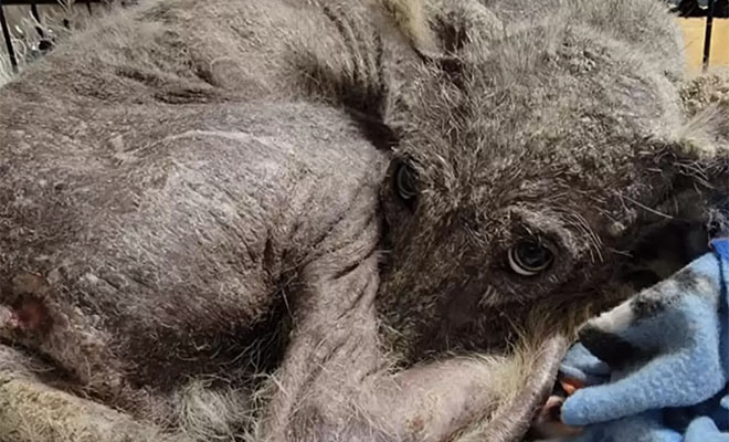 Женщина увидела в лесу следы и вышла на странную собаку, которая замерзла. Но ...из показал, что это не собака