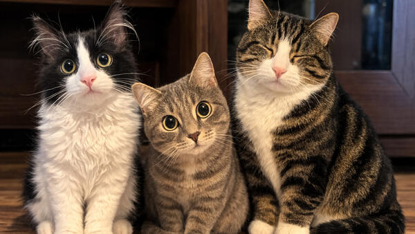 Хрюкающая Панда, ласковая Мила и гордый Гермес: три истории о том, как коты из приютов обрели дом