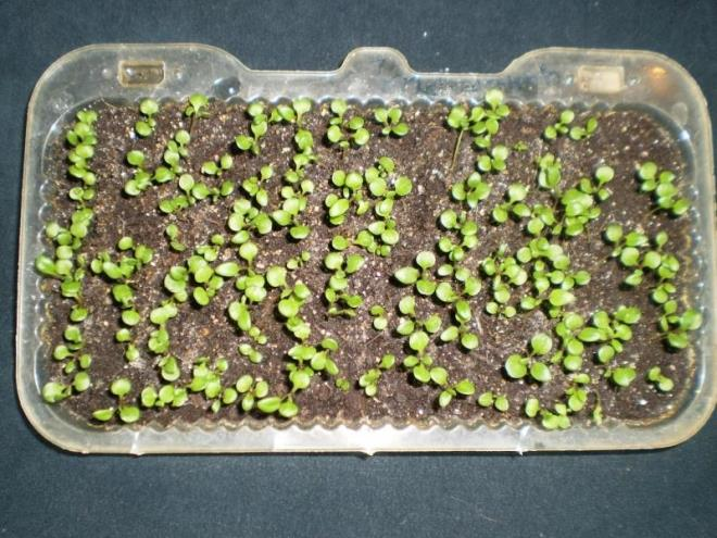 «Седой» цветок или прекрасное комнатное растение цинерария (61 фото)