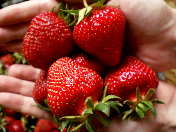 Кальциевая селитра для увеличения размера и плотности ягод клубники