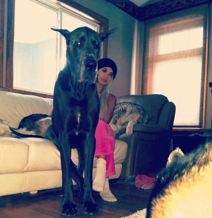 Собака высотой два метра вышла на улицы города: люди приняли ее за коня