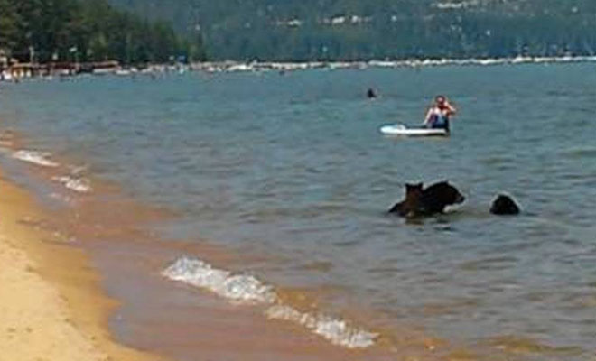 Люди загорали на пляже в Сибири, когда из Тайги вышли медведи и тоже устроили отдых: видео