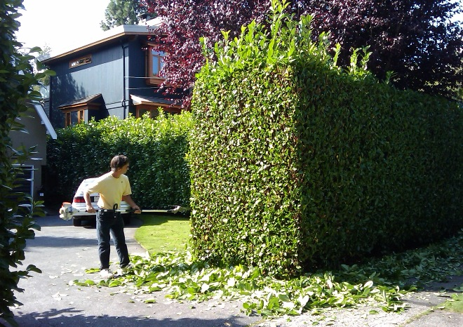 Палисадник перед домом: размер, стиль, выбор растений (80 фото)