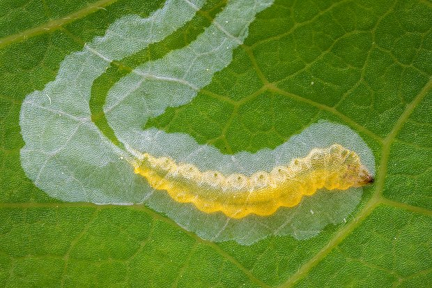 Неземные пейзажи, грибные зомби и нескончаемая борьба за жизнь. Ни на что не похожий мир — на снимках лучших фотографов
