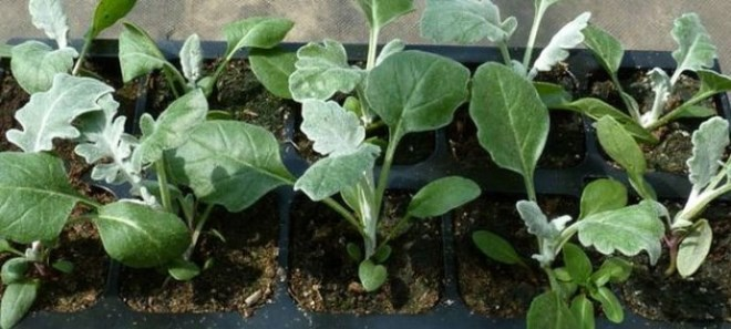 «Седой» цветок или прекрасное комнатное растение цинерария (61 фото)