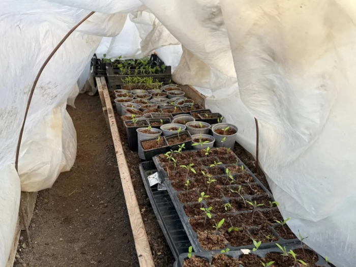 Не ждите мая: 8 культур, которые можно посеять в теплице в апреле — урожай через месяц