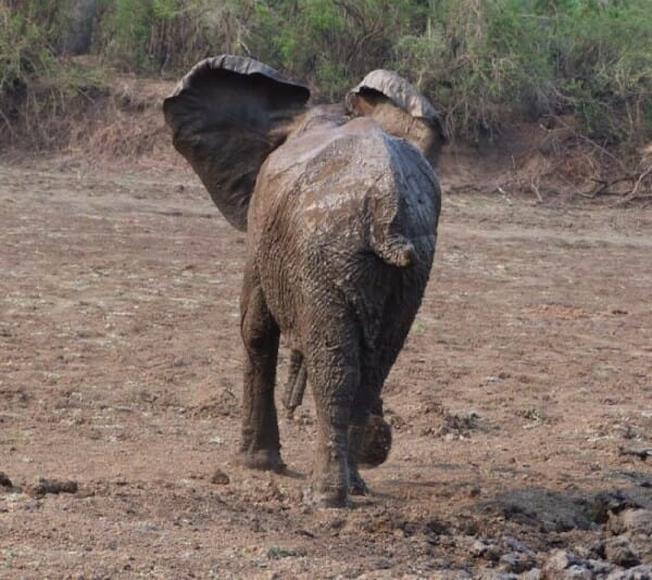 Слоненок пытался вытащить свою тонущую маму, но сам тоже попал в засаду!