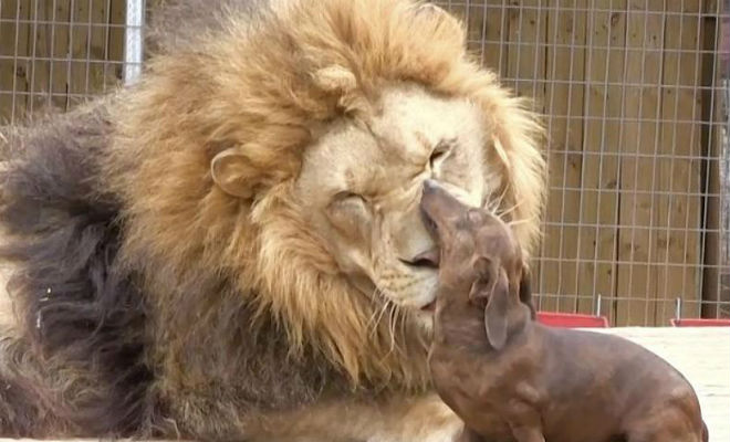 Собака дружила со львом в детстве, а потом животных разлучили: через несколько лет хозяин снял их встречу на видео