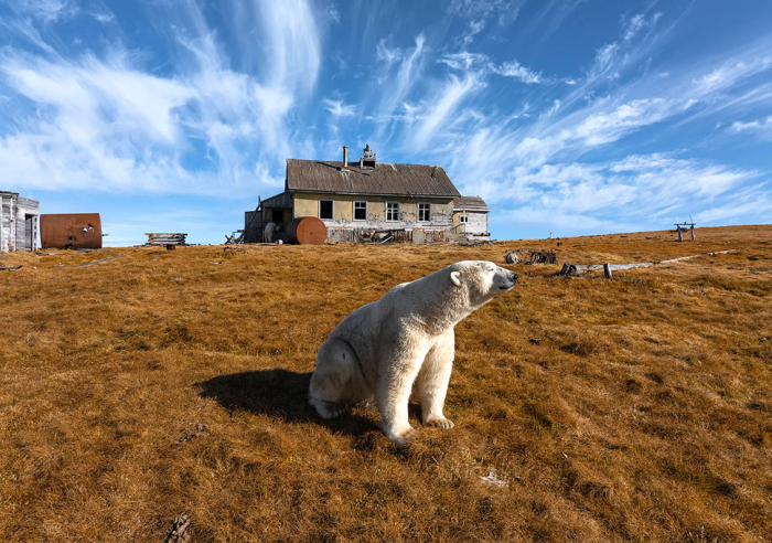 Когда приходят белые медведи