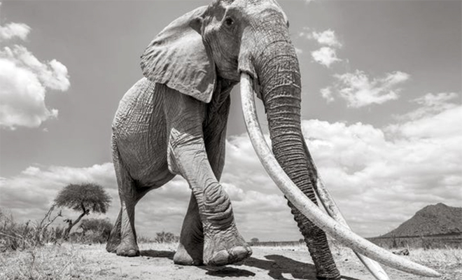 Самый большой слон мира попал на видео: он высотой с трехэтажный дом и весит как 2 обычных слона