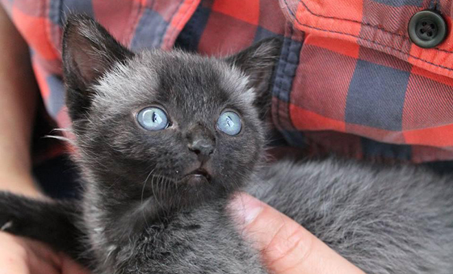 Люди взяли домой серого котенка с улицы, а когда в один из дней зашли на кухню, их встретил полностью черный кот