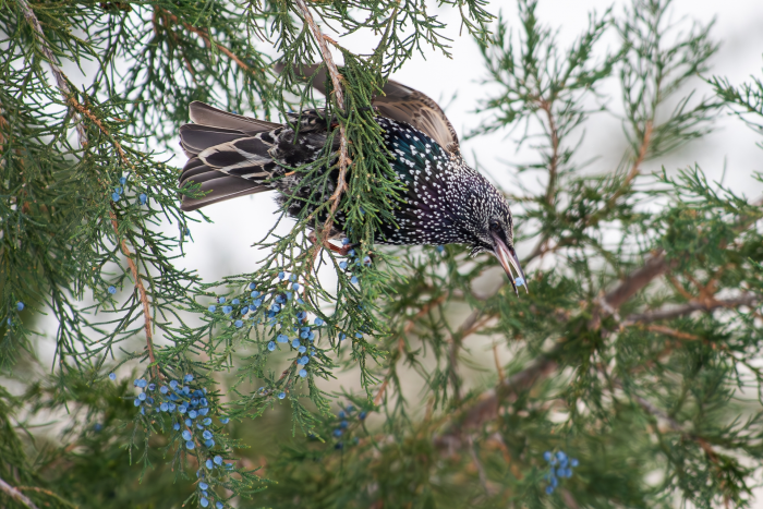 Записки астраханского натуралиста. Скворцы, вестники весны
