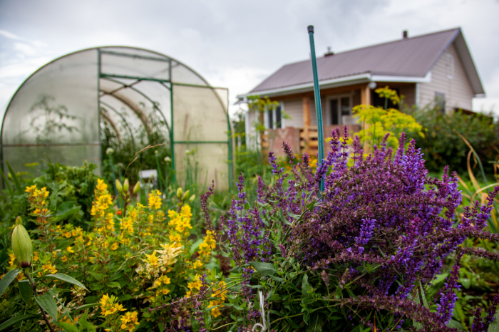 В Сети распространили фейк о наказании за разведение шалфея