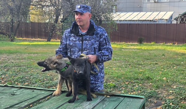 Пять щенков немецкой овчарки пополнили ряды служебных собак тамбовского УФСИН
