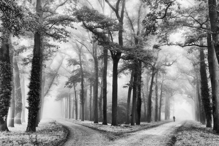 Лесные пейзажи голландского фотографа Ларса ван де Гура