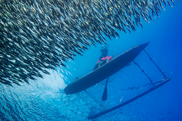 Победители подводного конкурса Ocean Photographer of the Year 2024