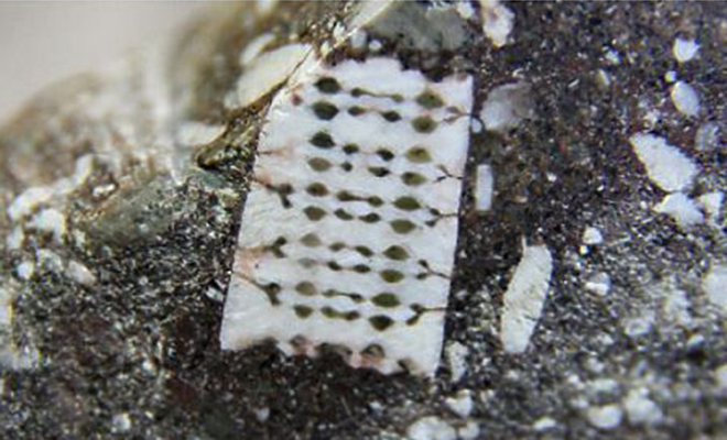 В руки ученых попал похожий на микрочип предмет, найденный внутри камня. Возраст находки оценивают в 250 миллионов лет