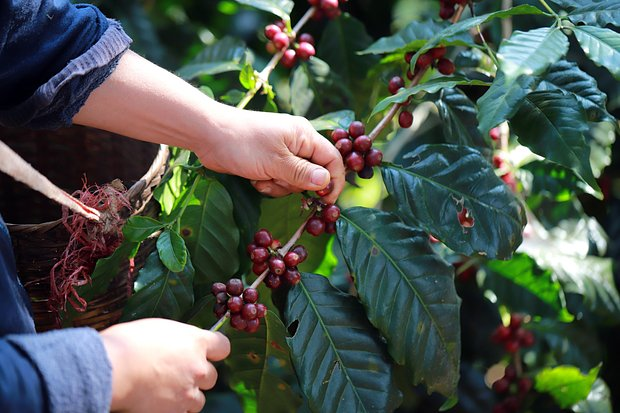 Гид по кофе: как разобраться в сортах и видах напитка. Пошаговые рецепты и тонкости приготовления кофе в домашних условиях