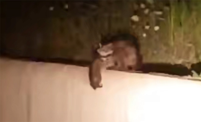 Еноты построили живую цепь, чтобы поднять сородича наверх с дороги