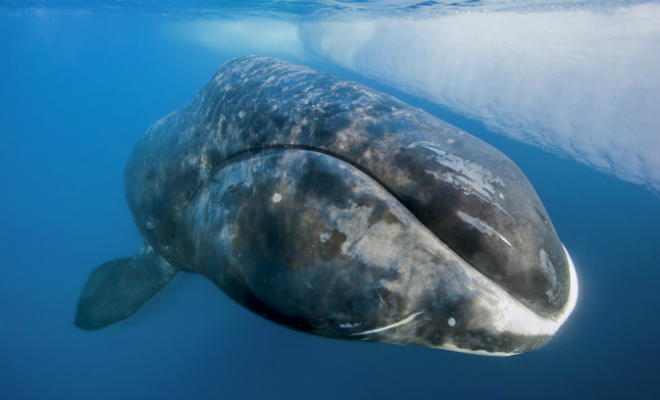 10 существ живущих гораздо дольше человека