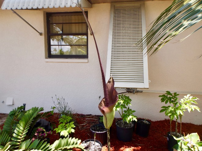 Комнатные растения в интерьере квартиры (112 фото)