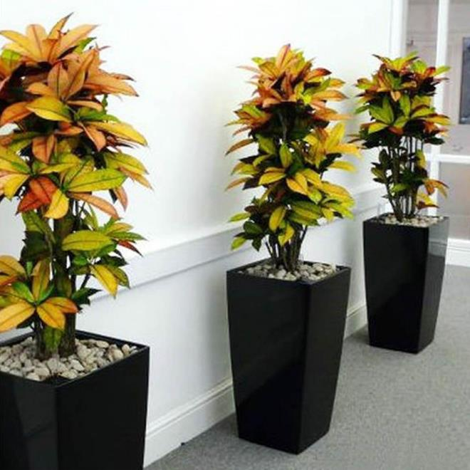 Комнатные растения в интерьере квартиры (112 фото)