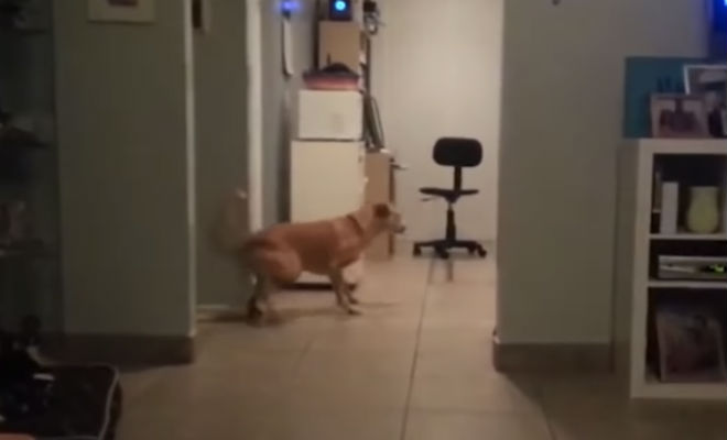 Собаки почувствовали невидимые человеку явления: видео с камер хозяев