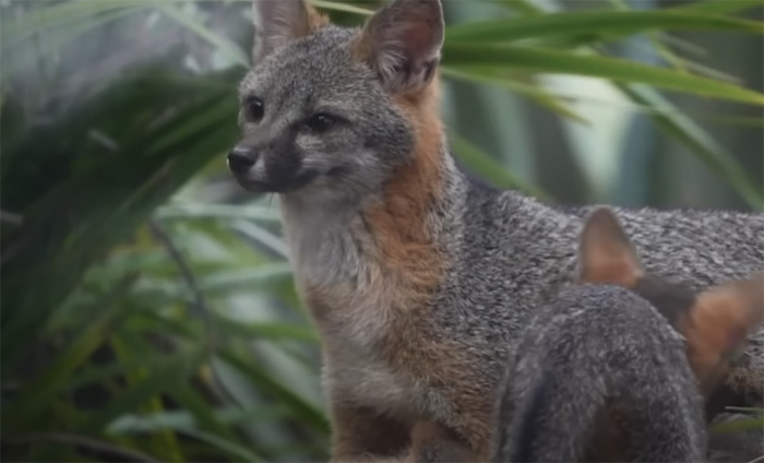 Люди пошли в лес и заметили в кустах движение: лисенок сунул голову в банку и не мог выбраться. Они решили помочь
