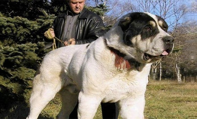 Сила алабая на видео: удержать собаку размером больше волка почти невозможно