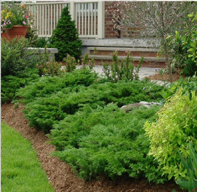 Хвойные растения для сада: выбираем самые неприхотливые культуры (65 фото)