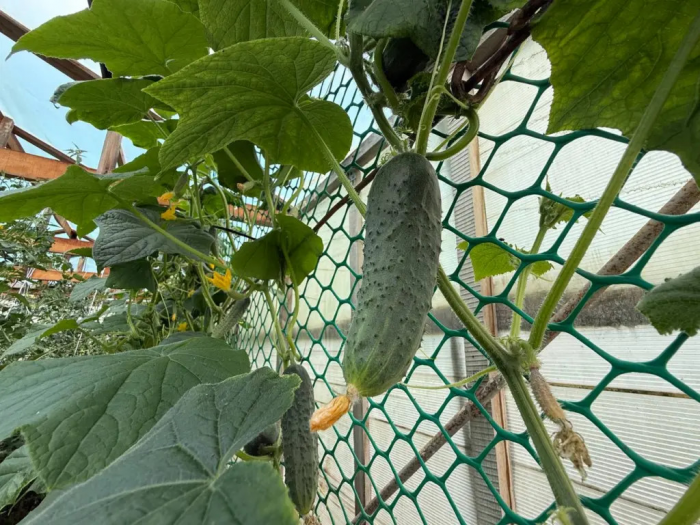 Забудьте про шпалеры: этот способ заставит огурцы плодоносить ведрами без подвязки