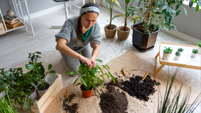 Пять признаков, что пора пересаживать комнатные растения