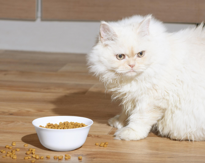 Почему здоровая кошка резко отказывается от любимого корма, выяснили в Университете Ивате