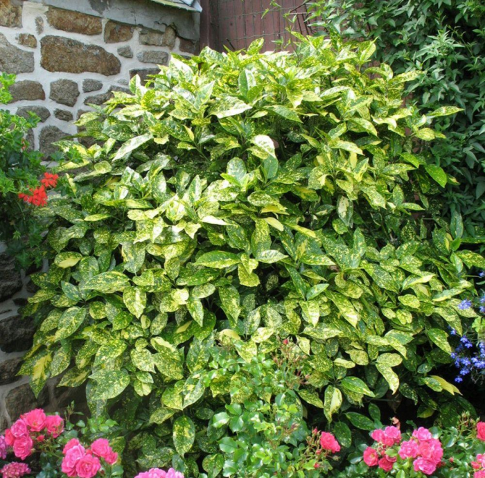 Неприхотливые декоративные кустарники в ландшафтном дизайне: фото и описания (56 фото)