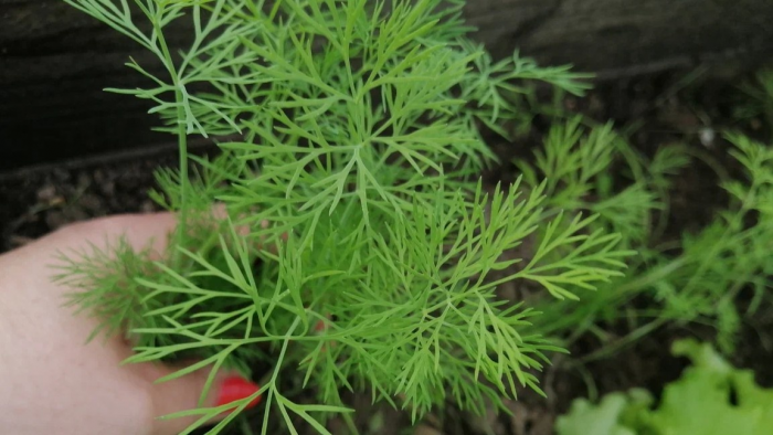 Семь проверенных культур для апрельского посева