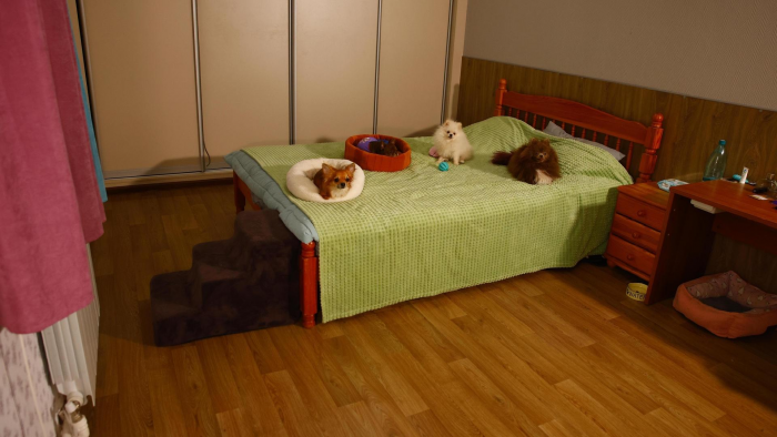 «Желание спасти сиротку — плохой советчик»: как работает приют для собак и кто (не) может забрать питомца домой